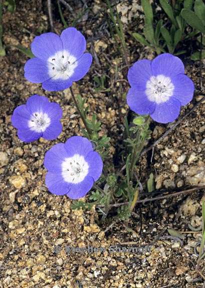 nemophila menziesii var menziesii 8 graphic